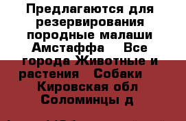 Предлагаются для резервирования породные малаши Амстаффа  - Все города Животные и растения » Собаки   . Кировская обл.,Соломинцы д.